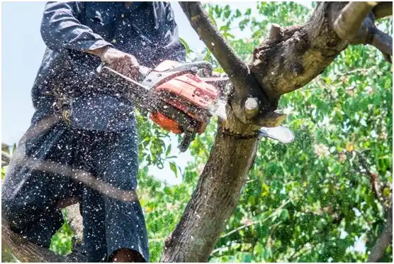 tree services Olanta
